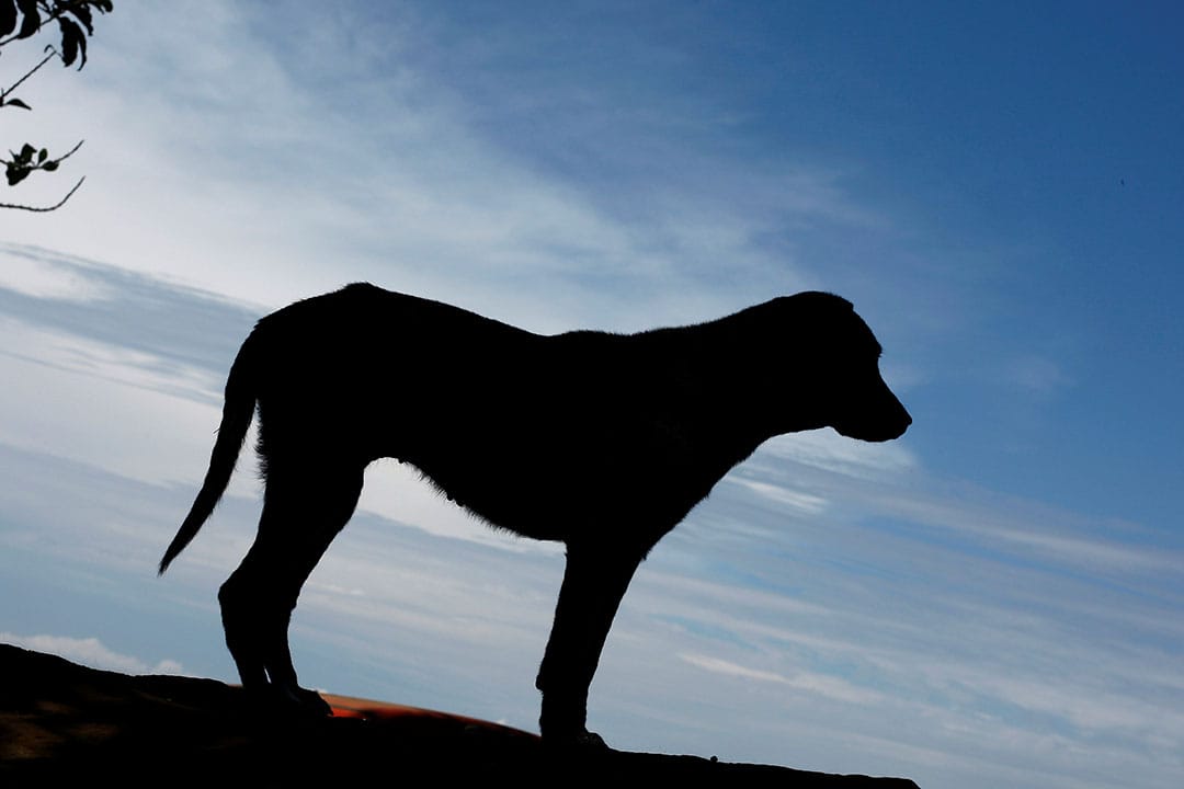 2016年4月20日，流浪狗收容所中，一隻狗的剪影。攝：Juan Carlos Ulate/REUTERS