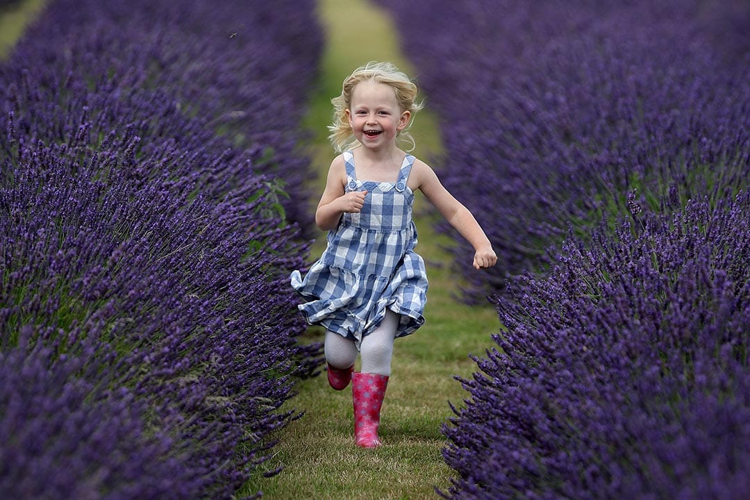 英格兰,一个女孩在薰衣草场之间跑着。