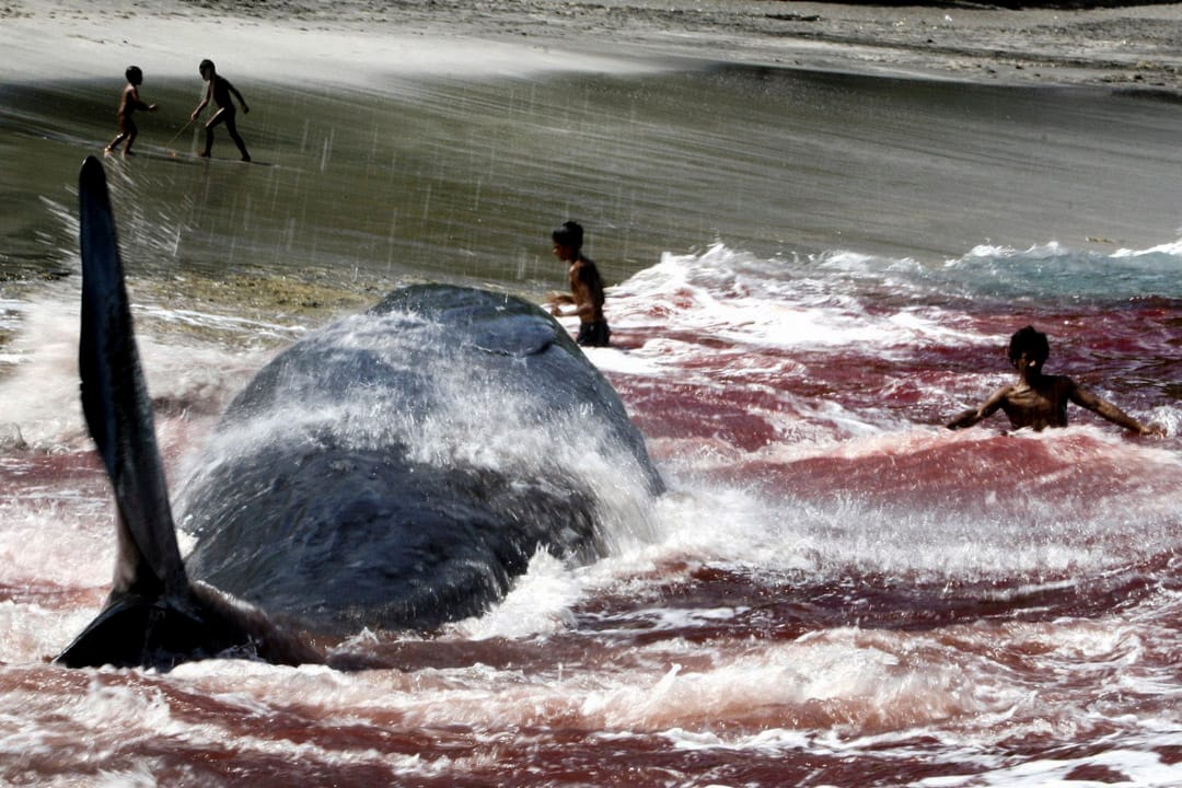 2007年3月5日,在東努沙登加拉的拉姆巴塔島(Lembata Distrik),一場傳統捕鯨行動中,被捕獵的鯨魚被拉到岸上。和商業捕魚不一樣,這裏的印尼村民數百年來維持著傳統的捕鯨方式,他們不用發射魚鏢和其他先進技術,只憑木船出海,用長毛插中鯨魚,再用繩索將之綁緊。這種捕鯨行動非常危險,是當地村民的生計來源。