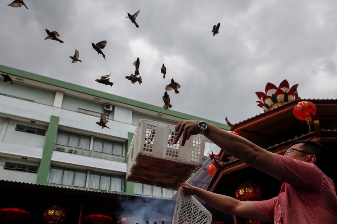 2018年2月16日,印尼雅加达,当地华籍民众到 Petak Sembilan 寺把一群雀鸟放生,寓意好运来临。