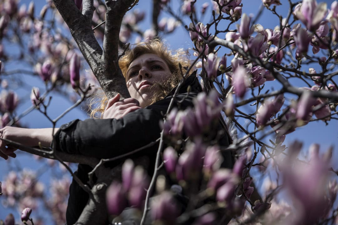 美国首都华盛顿,一名游行参加者攀到紫玉兰树上听台上的讲者发言。