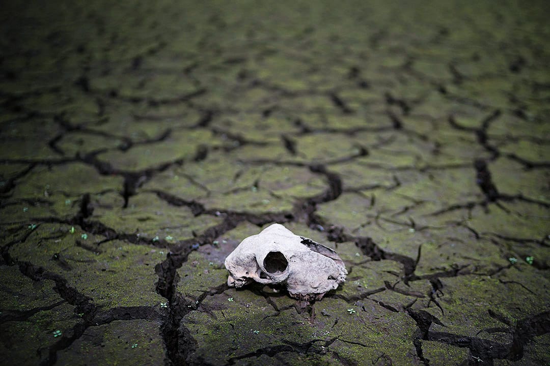 2018年7月23日,英国城镇博尔顿,有水库出现干塘现象,水库床龟裂,现出一只动物的头颅骨。