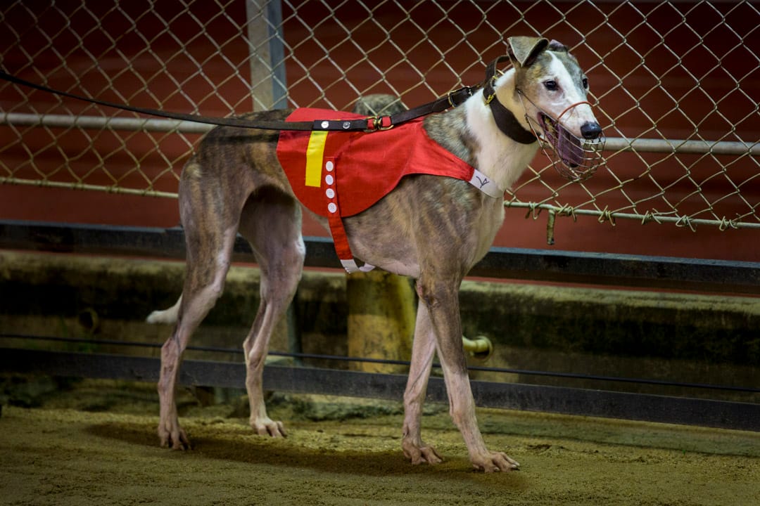 格力犬四肢修长强壮,但天生温驯,是适合作为宠物的狗种。