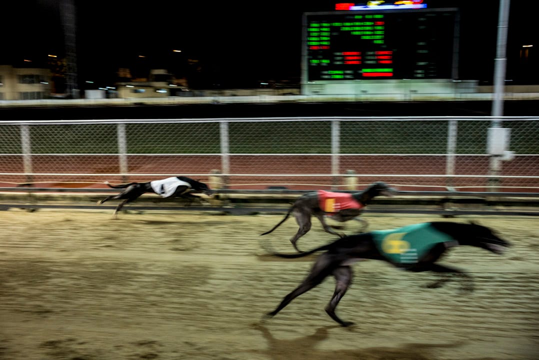 作为陆上速度仅次于猎豹的哺乳类动物,格力犬四肢修长强壮,半分钟就跑完一场赛场。