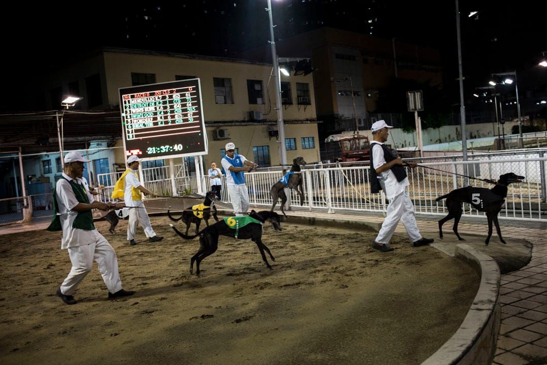 赛狗上场前会例行磅重,再由狗伕牵著,在沙圈亮相。