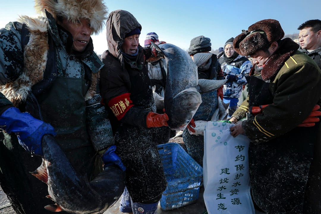 重达几十斤的胖头鱼被装入袋中。