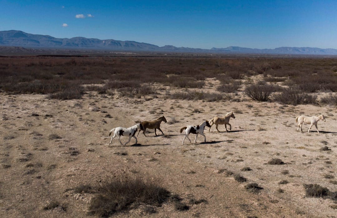美國德州，馬匹在埃斯佩蘭薩市，離邊境圍欄不遠的一個馬場奔跑。