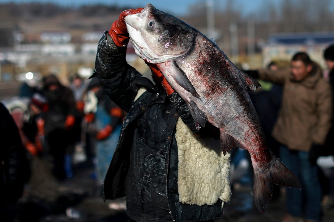 参与冬捕的渔民举起重达36斤的鱼王。