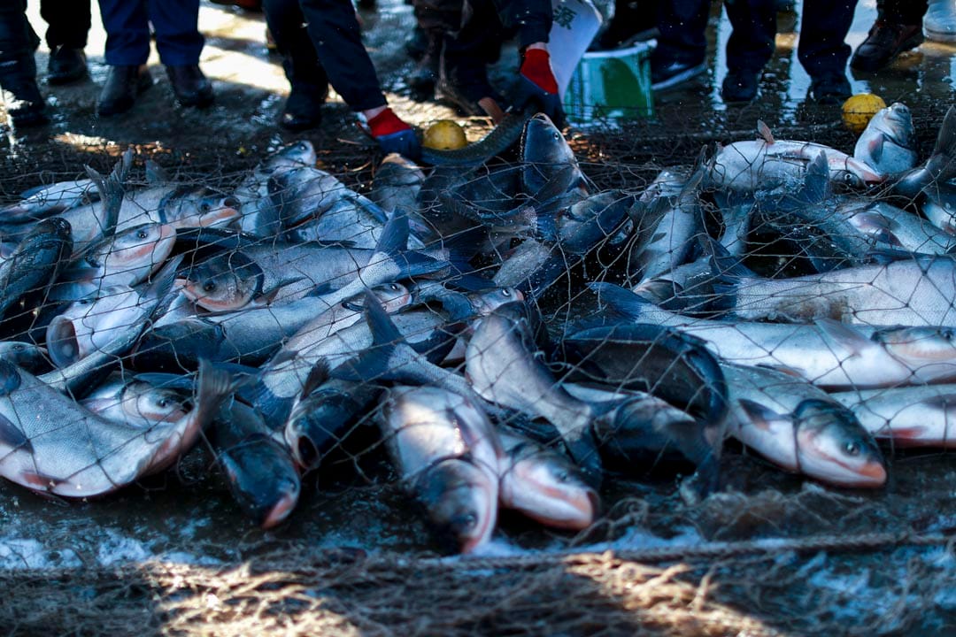 渔网下捕获的鱼。