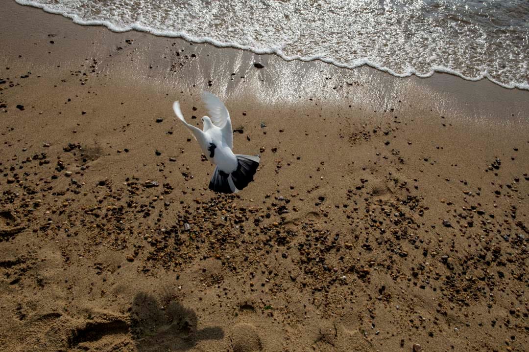 大年初三,浅水湾沙滩上的一只鸟。