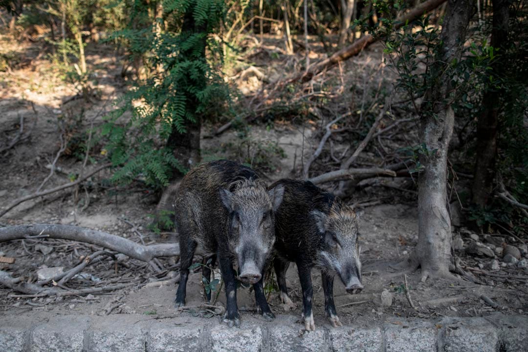 大年初三,两只野猪在黄竹坑深湾道出没。