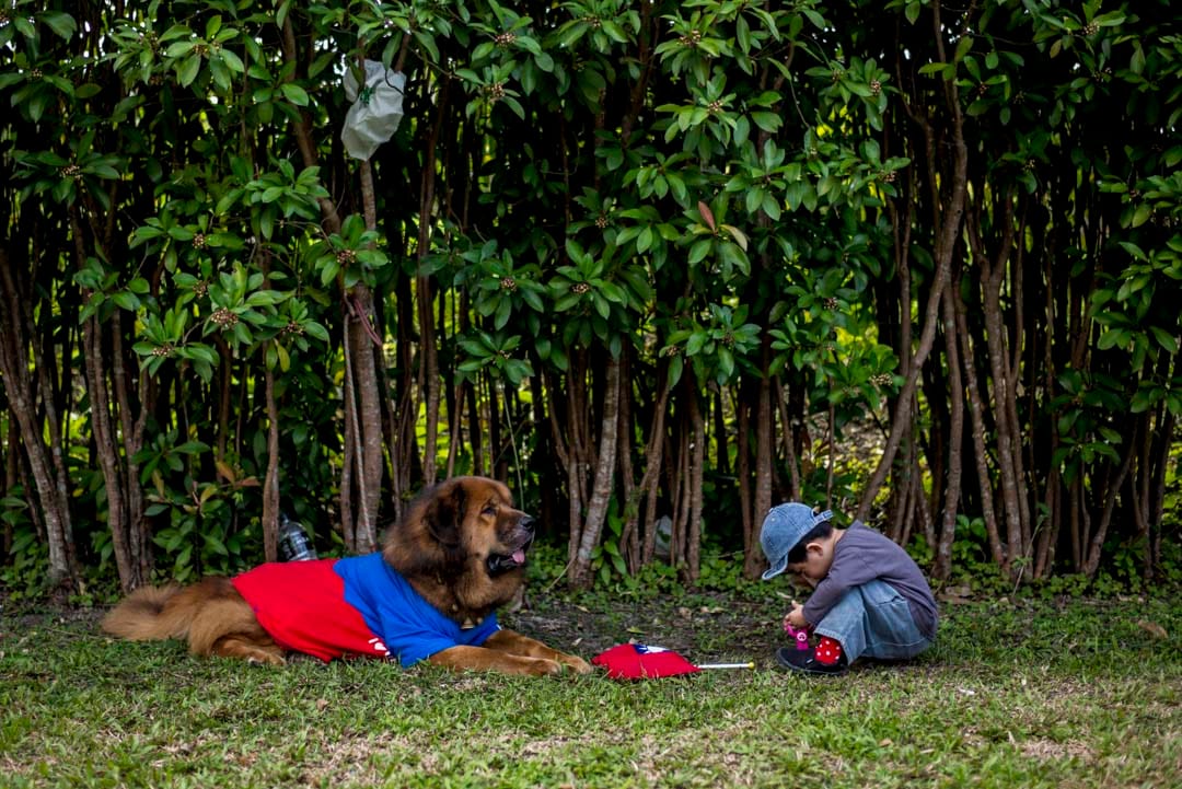 2020年1月7日，宜蘭的韓國瑜造勢大會現場，一隻休息中的狗。