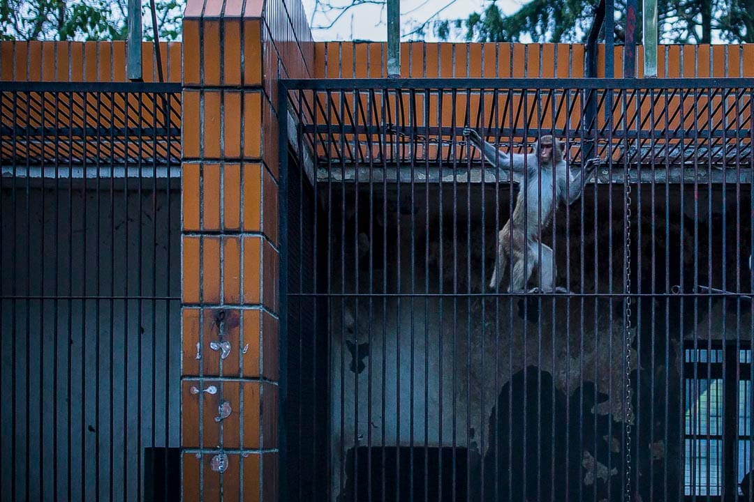 武汉动物园，疫情期间暂停开放，猴子在玩耍。