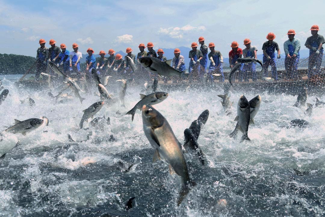 2020年7月12日，杭州新安江水壩泄洪後，千島湖的漁夫在網魚。