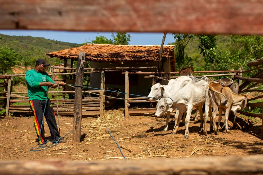 巴西米纳斯吉拉斯州一个市镇圣弗朗西斯科（São Francisco）的一家养牛的农户。