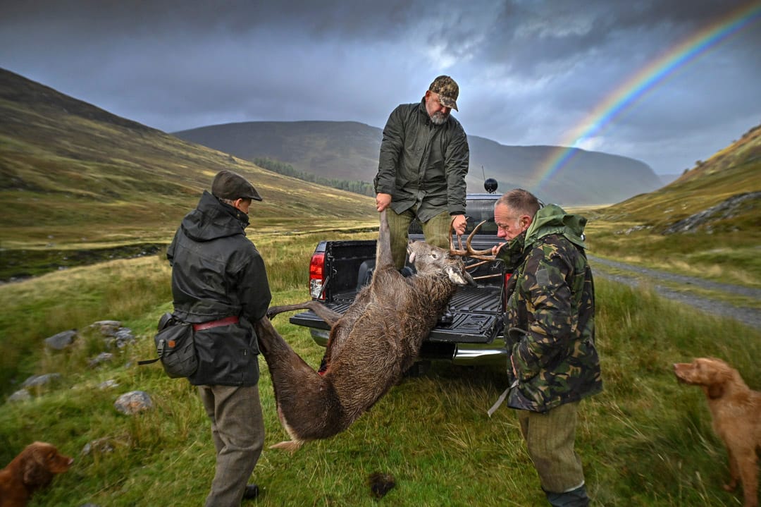 2021年10月18日，英國蘇格蘭三名獵人將狩獵到的雄鹿運到貨車上，當時為休閒獵鹿季節的尾聲。