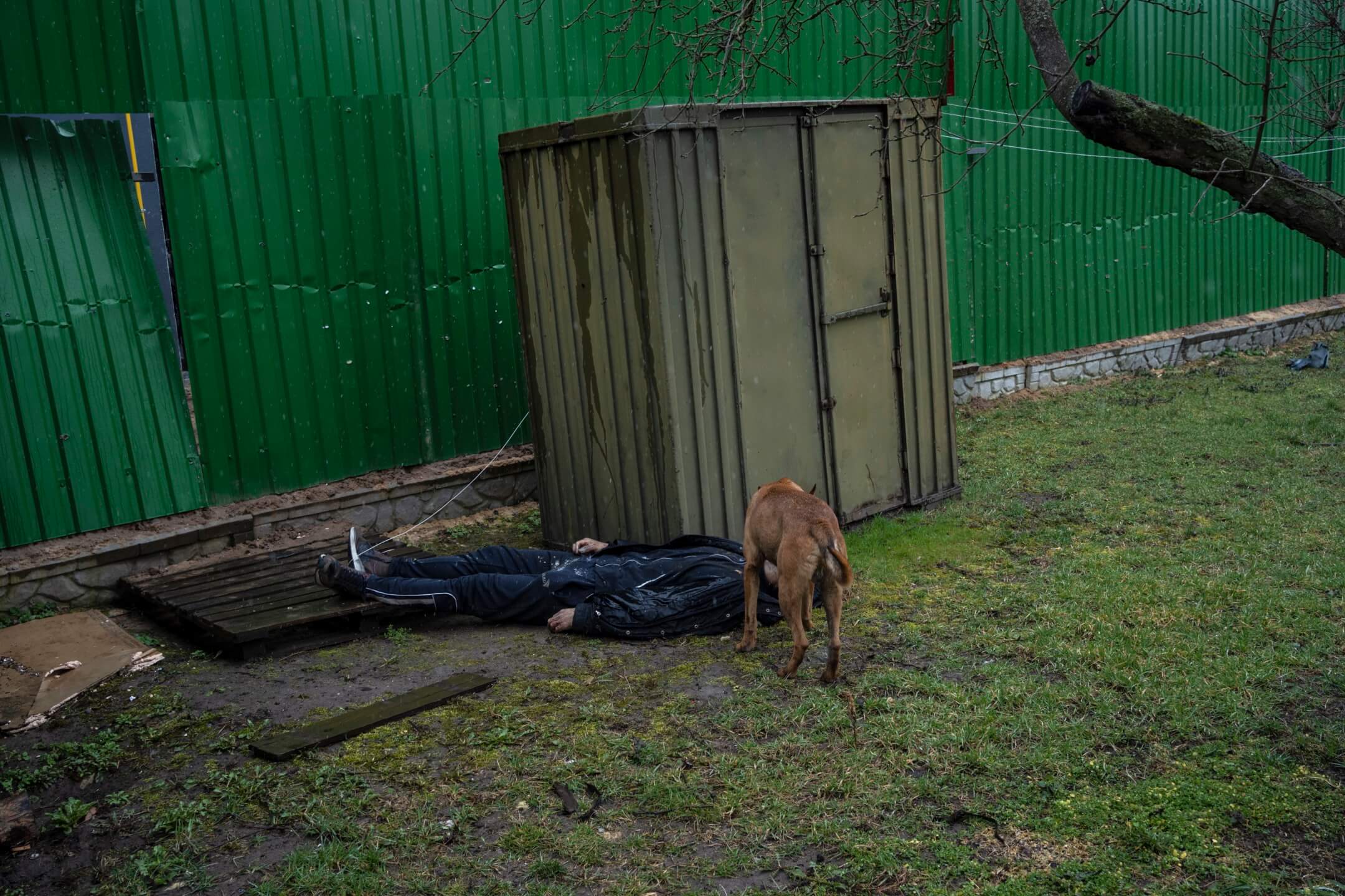 2022年4月3日,乌克兰城镇布查,一只狗走向一具躺在后院内的尸体。