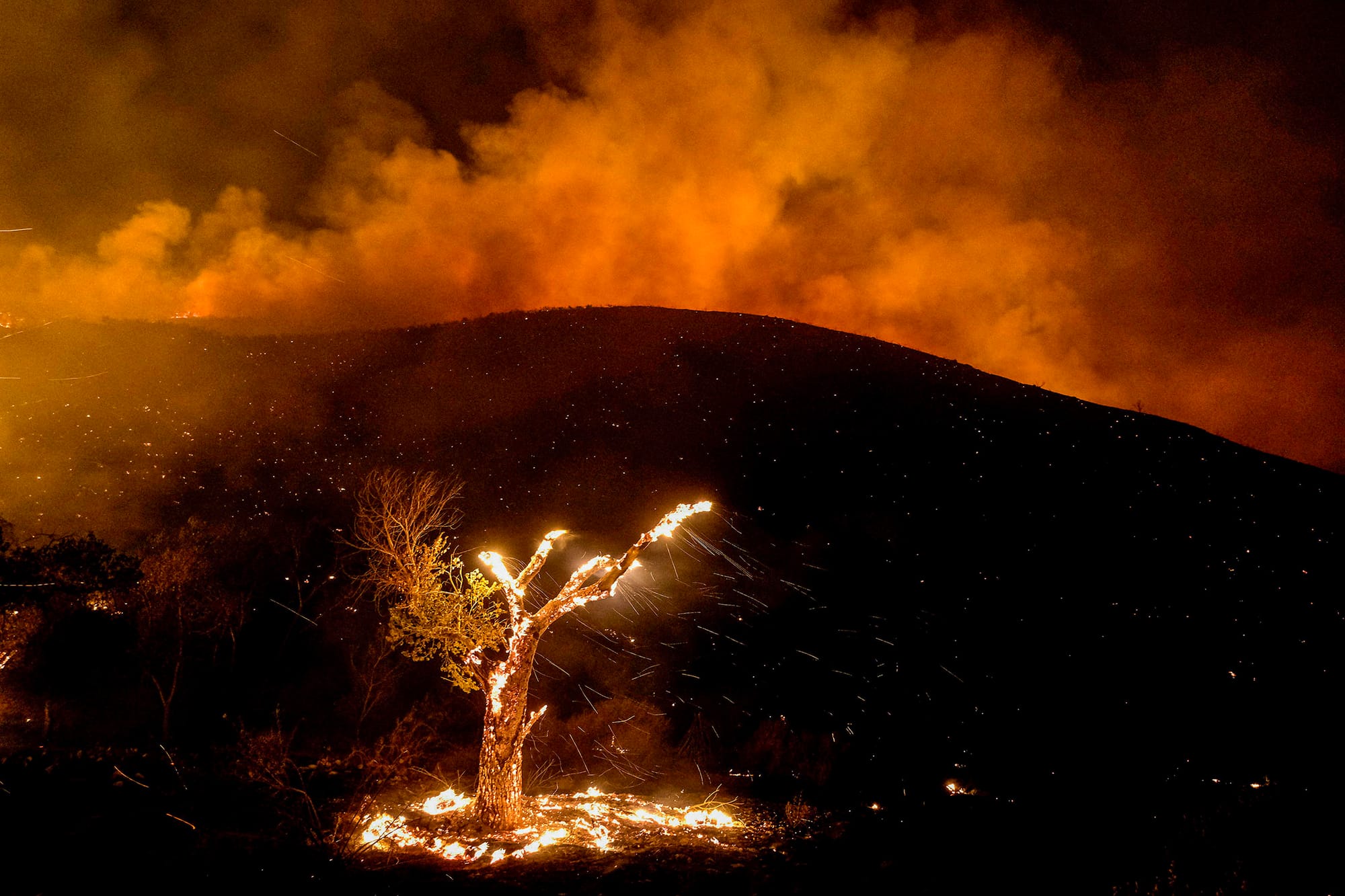 2022年9月6日，美國加利福尼亞州的一場山火中，風吹過一棵燃燒的樹。