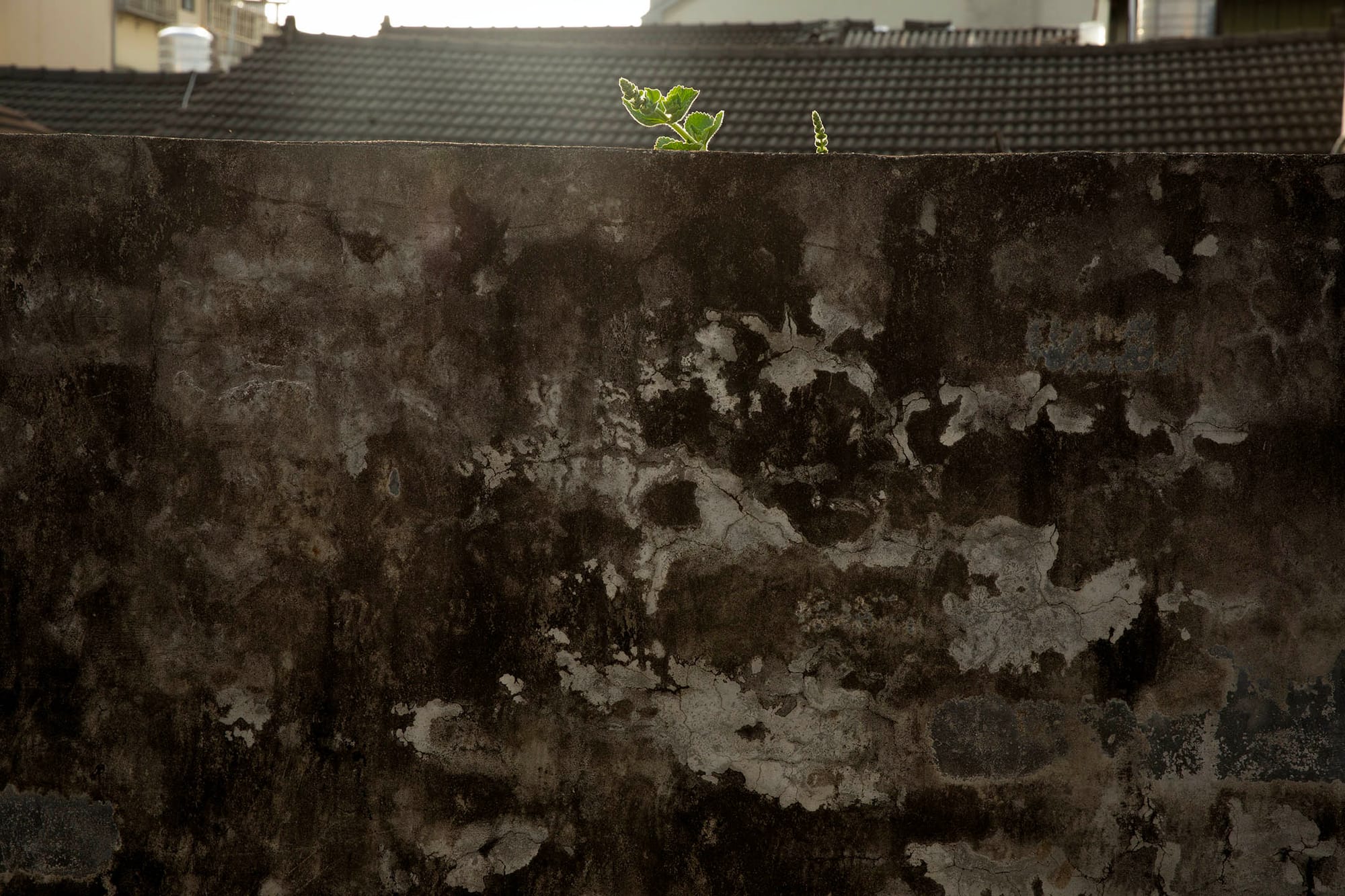 2023年4月9日,台中番仔路庄。