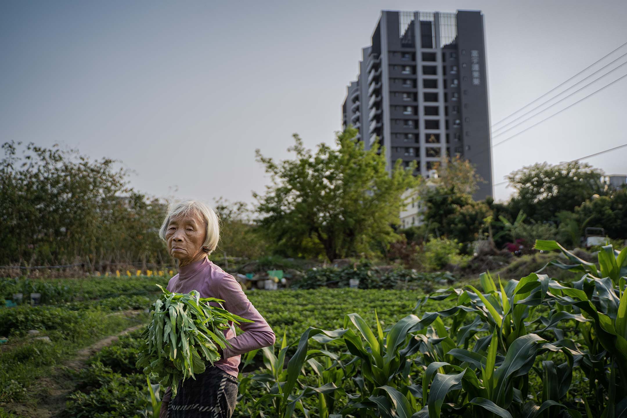 2023年4月10日,台中番仔路庄,居民在田地上種菜。