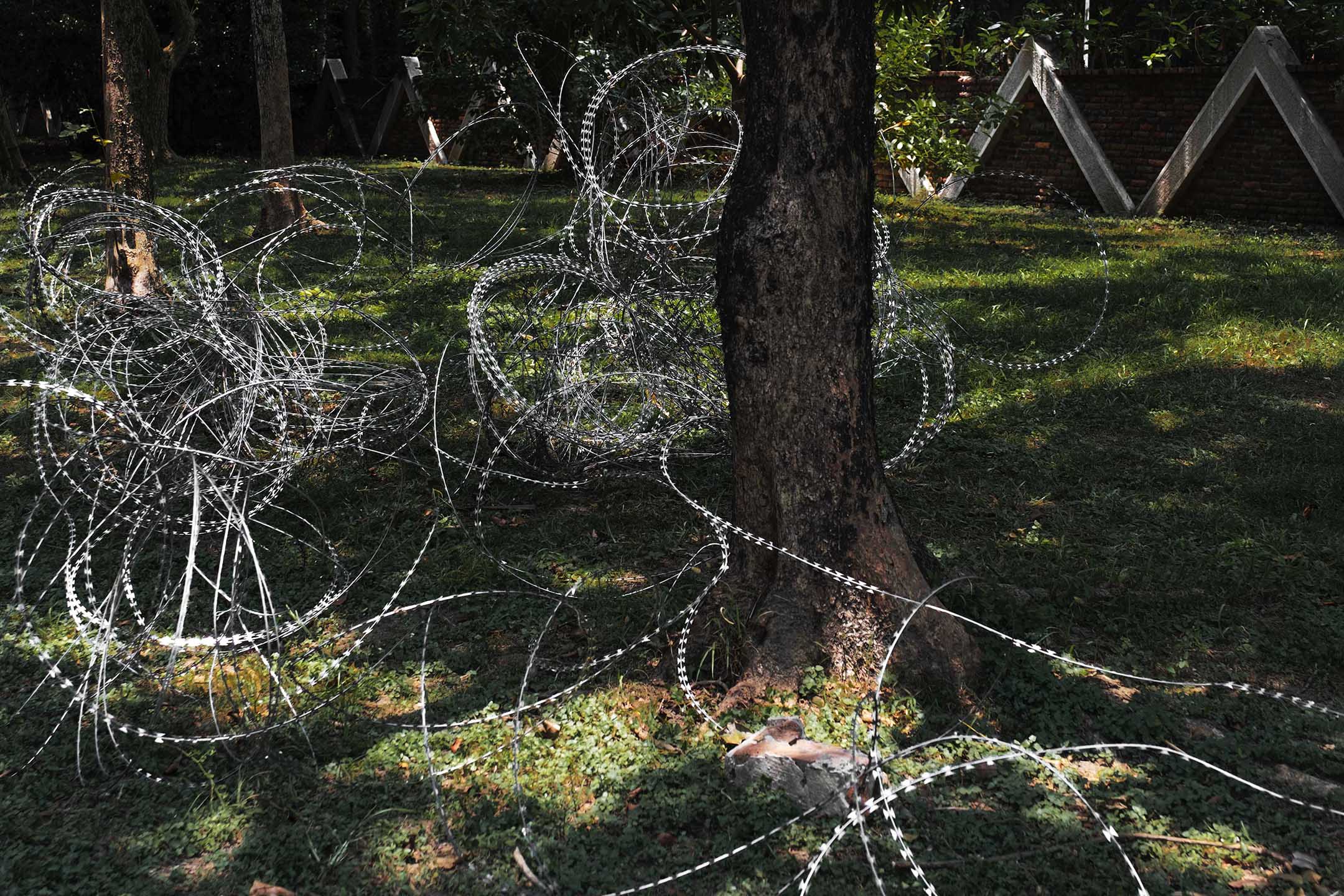 2022年7月20日，新北八里，漢光演習前，軍隊的鐵絲纏繞一棵樹。攝：陳焯煇/端傳媒