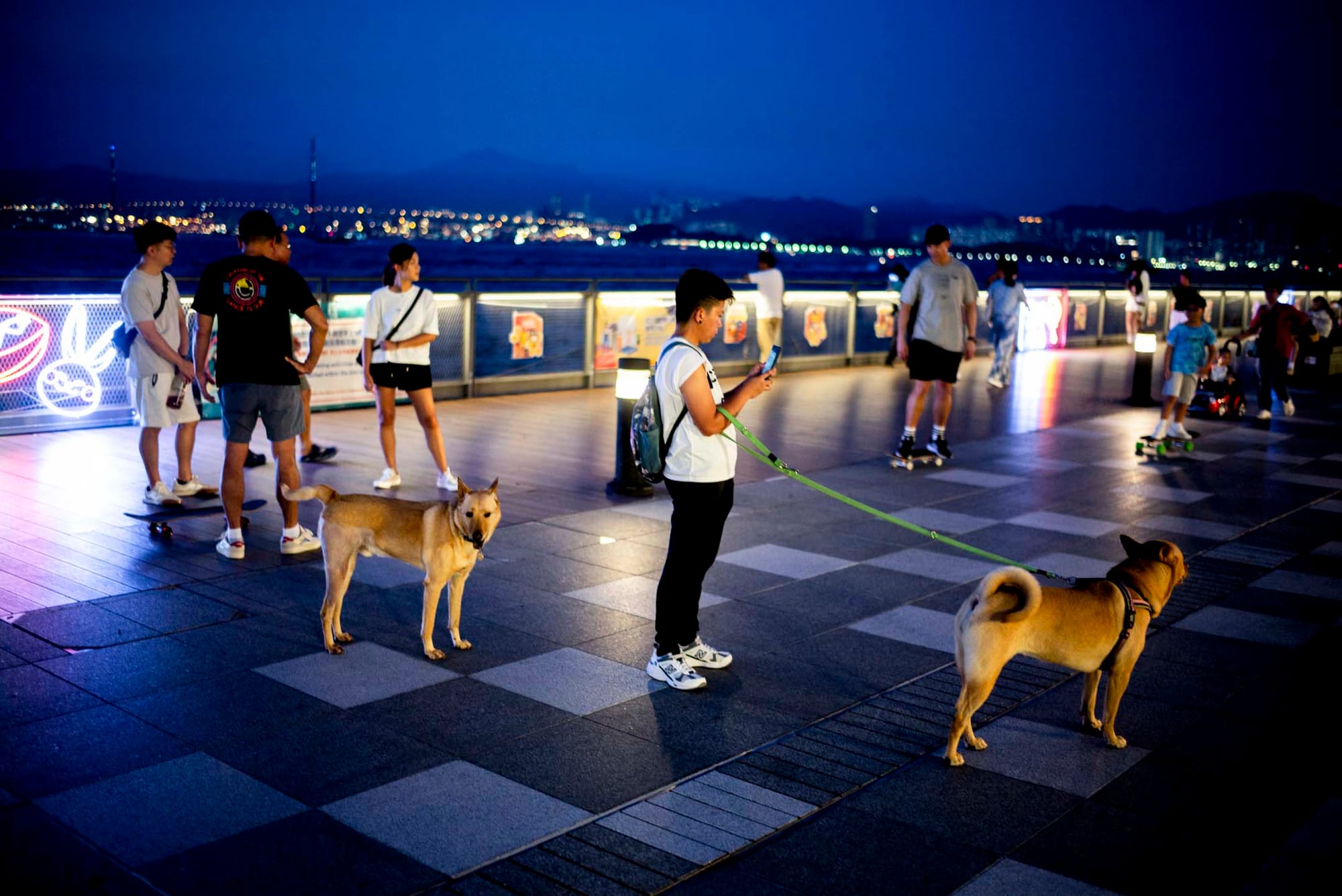 堅尼地城卑路乍灣海濱長廊的放狗人士。攝:林振東/端傳媒