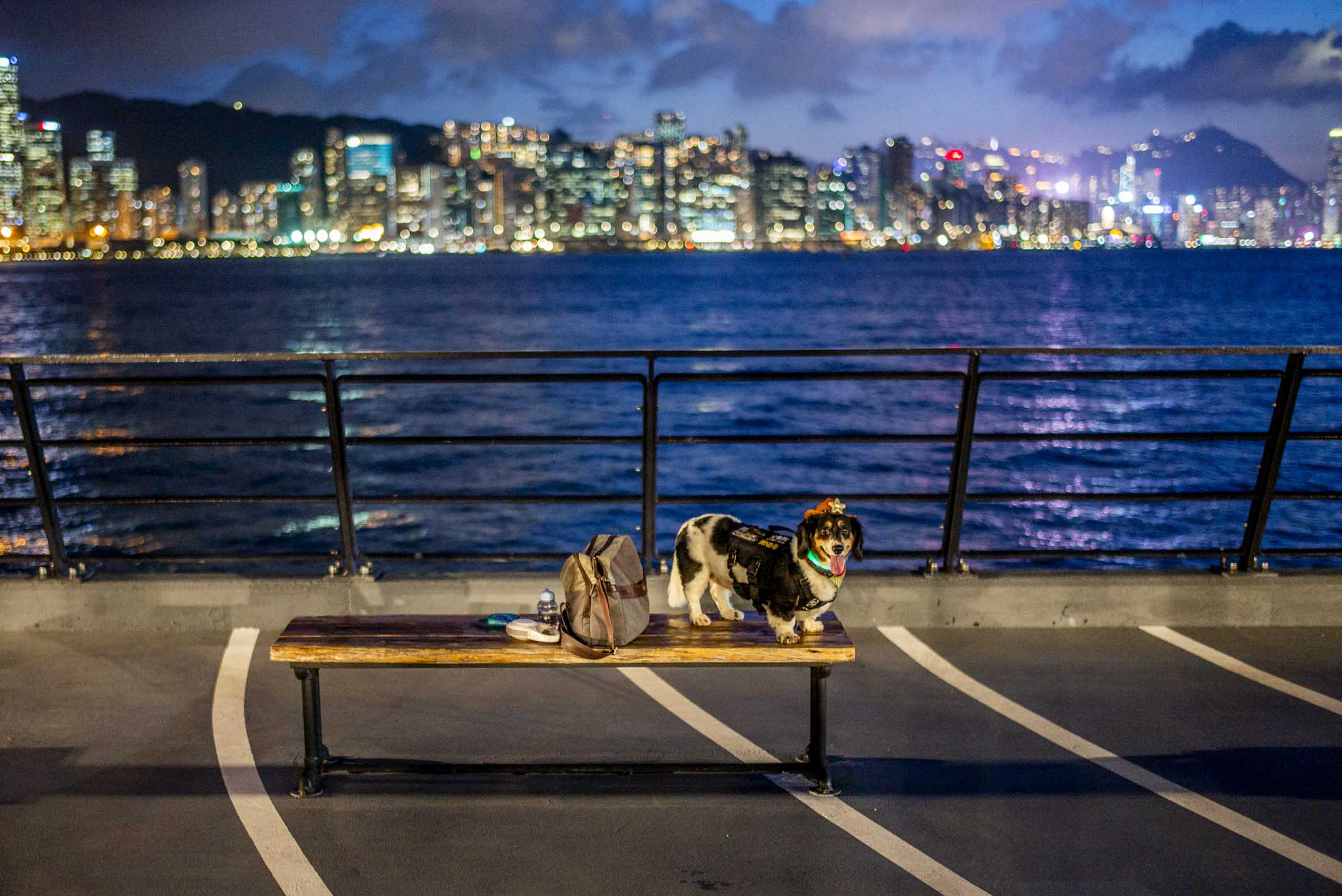 茶果嶺海濱公園,一隻狗站在長椅上。攝:林振東/端傳媒
