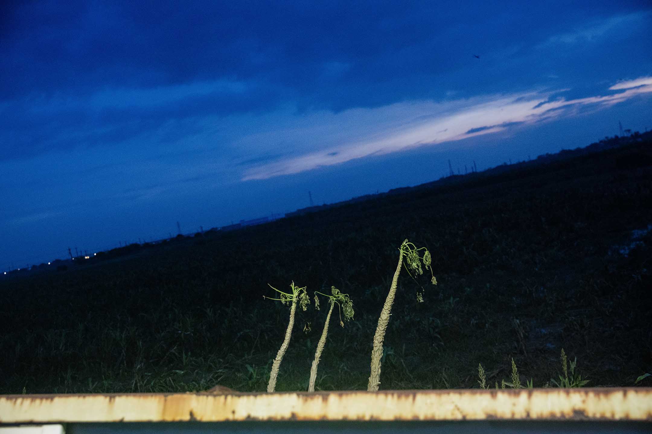 2024年7月28日,嘉義,風雨過後,公路旁倖存的植物。攝:陳焯煇/端傳媒