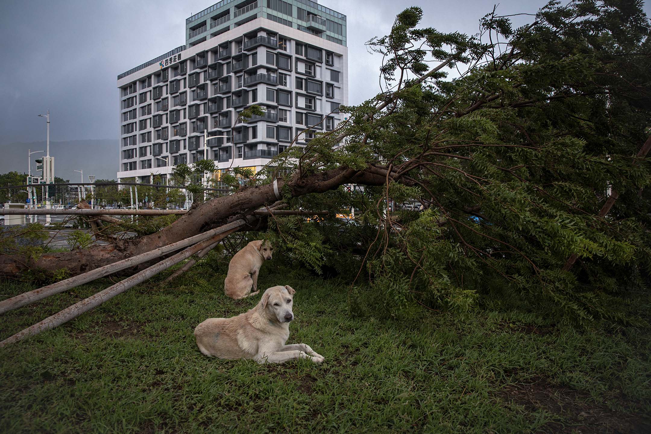 2024年7月26日,高雄,颱風凱米襲台後,流浪狗在一棵倒掉的大樹下休息。攝:陳焯煇/端傳媒