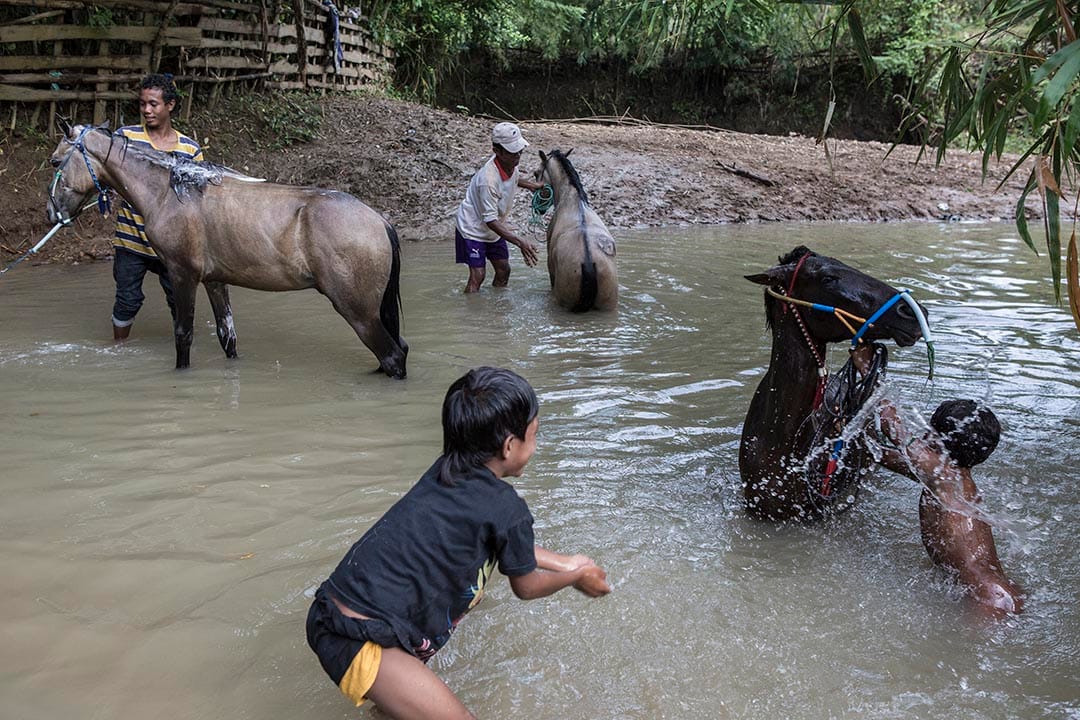小騎師們在河中與馬兒嬉戲。攝:Putu Sayoga