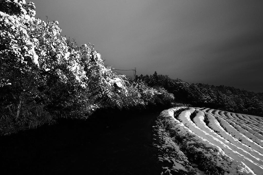 2016年1月24日,台湾,阳明山。摄:张国耀/端传媒