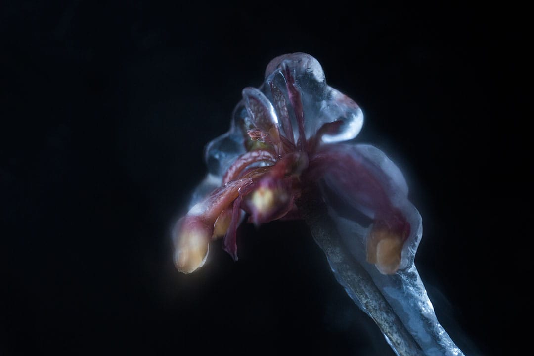 2016年1月24日,香港凤凰山。摄:卢翊铭/端传媒