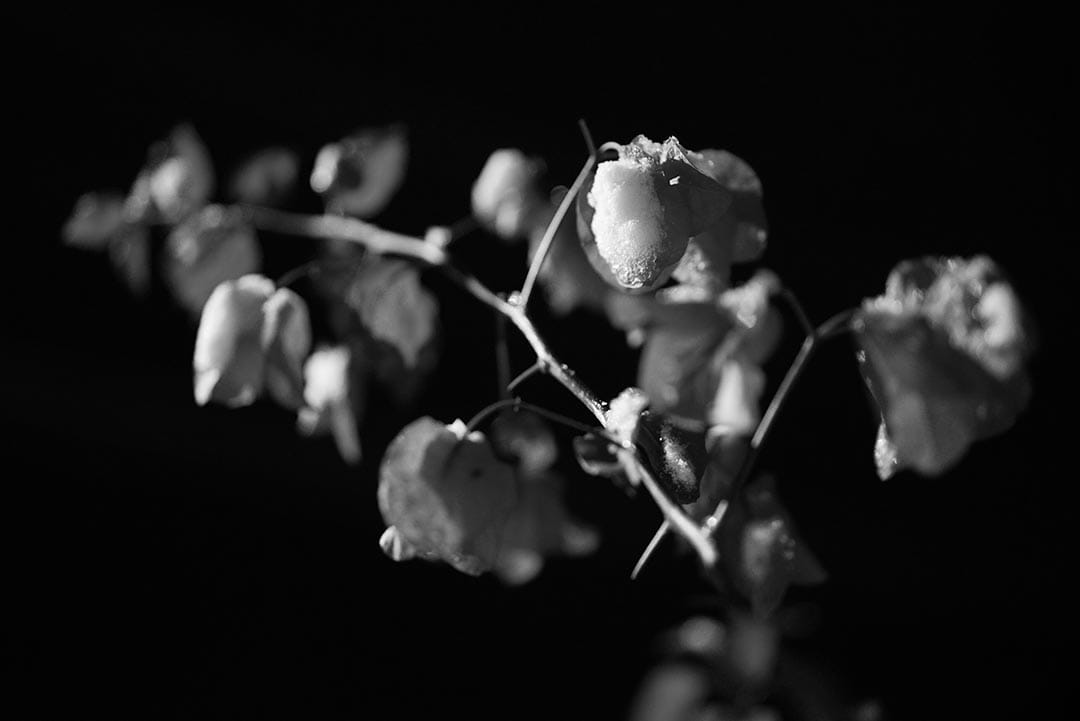 2016年1月24日,台湾阳明山。摄:张国耀/端传媒