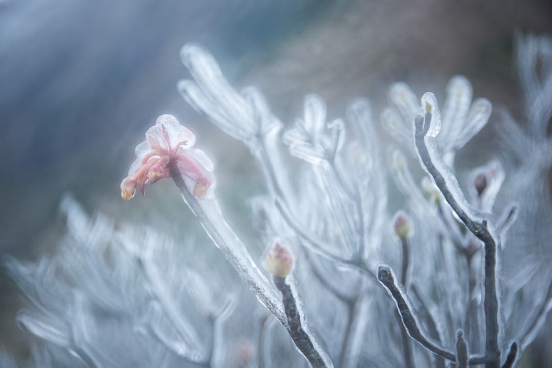 2016年1月24日,香港凤凰山。摄:卢翊铭/端传媒