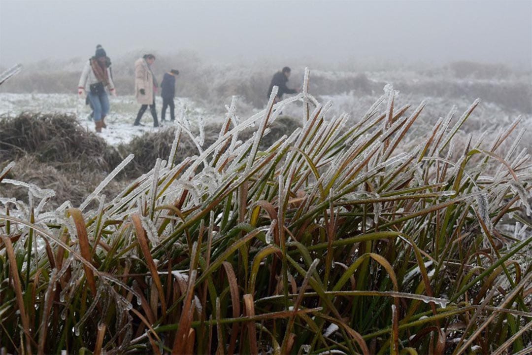 广东省韶关植物结霜。STR / AFP